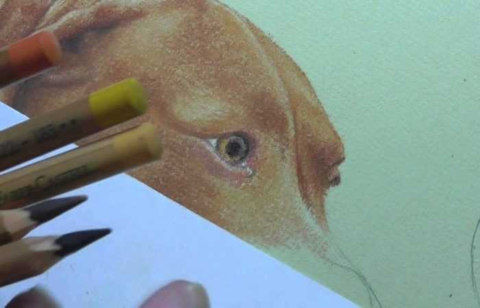 Раскраска собака — полезные советы как нарисовать собаку. Инструкция с основными шагами рисования для детей (160 фото)